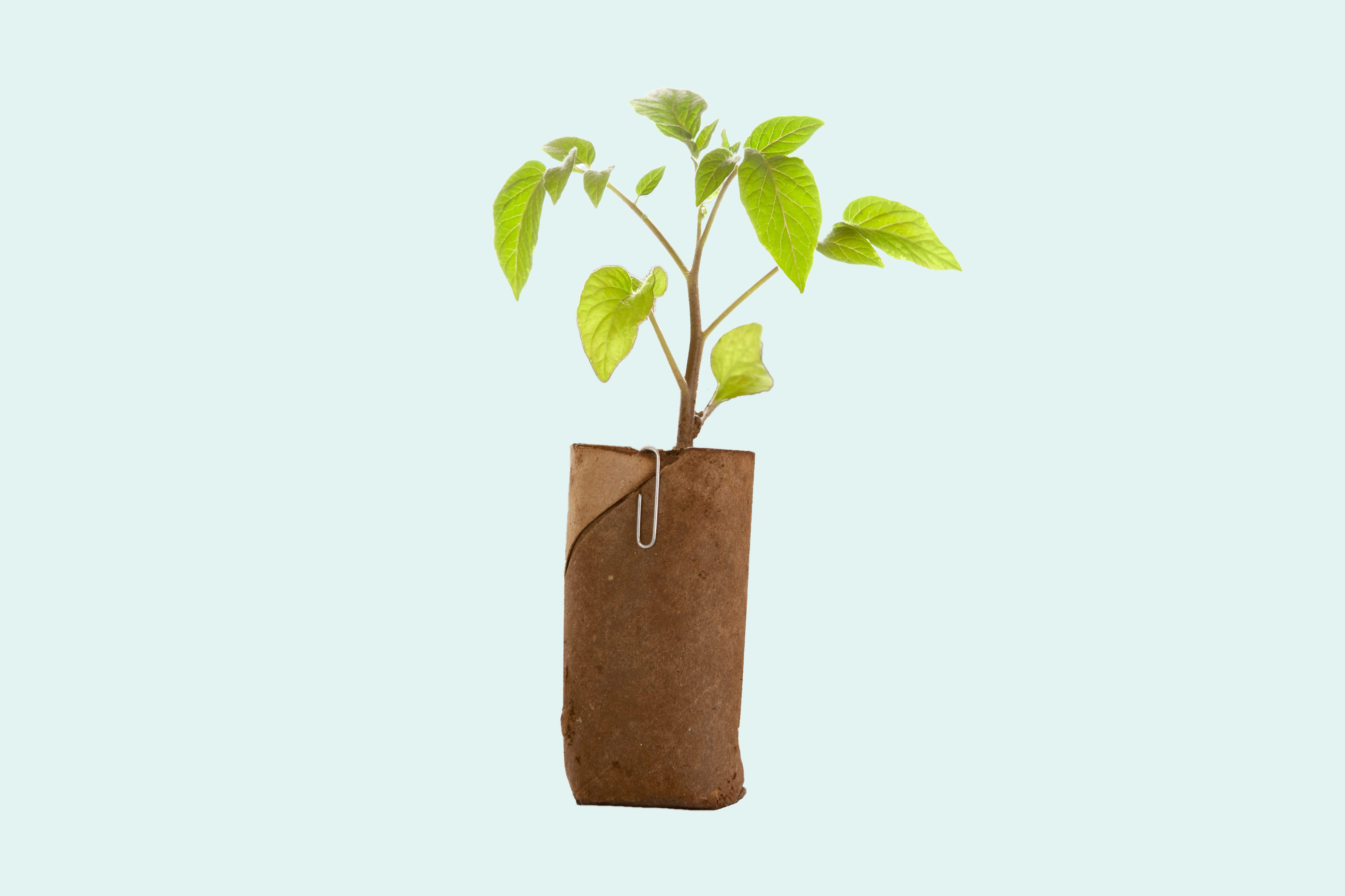 tree cardboard tube