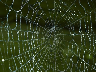 Close-up spider web