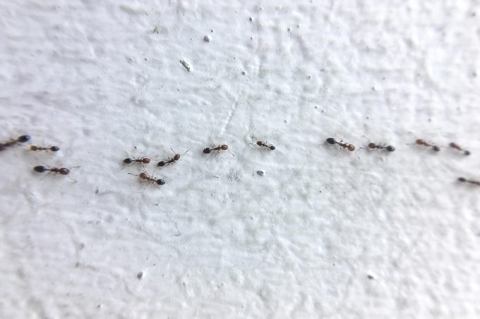 DIY ant trap