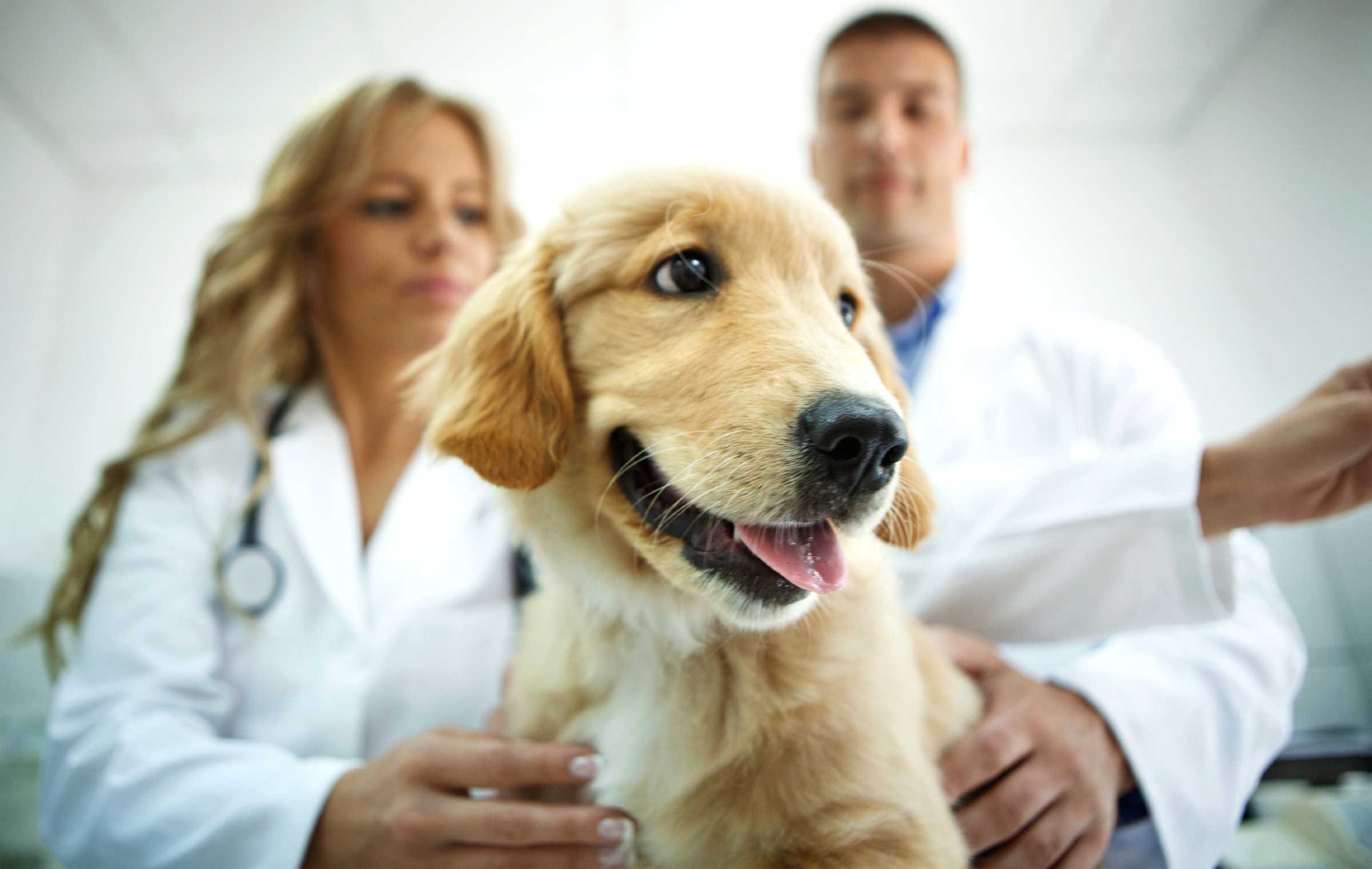 documents to shred pets medical bill
