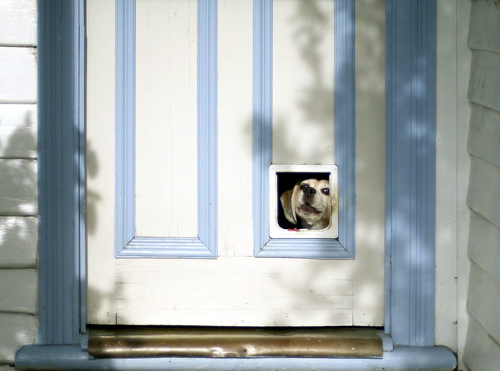 Beagle puppy looking through pet flap