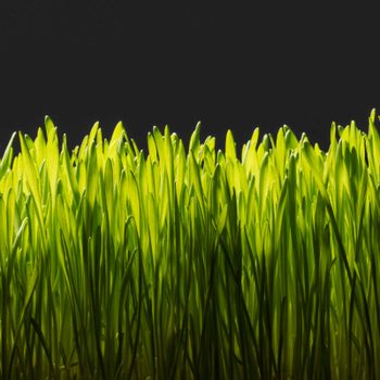 dark side of the american lawn