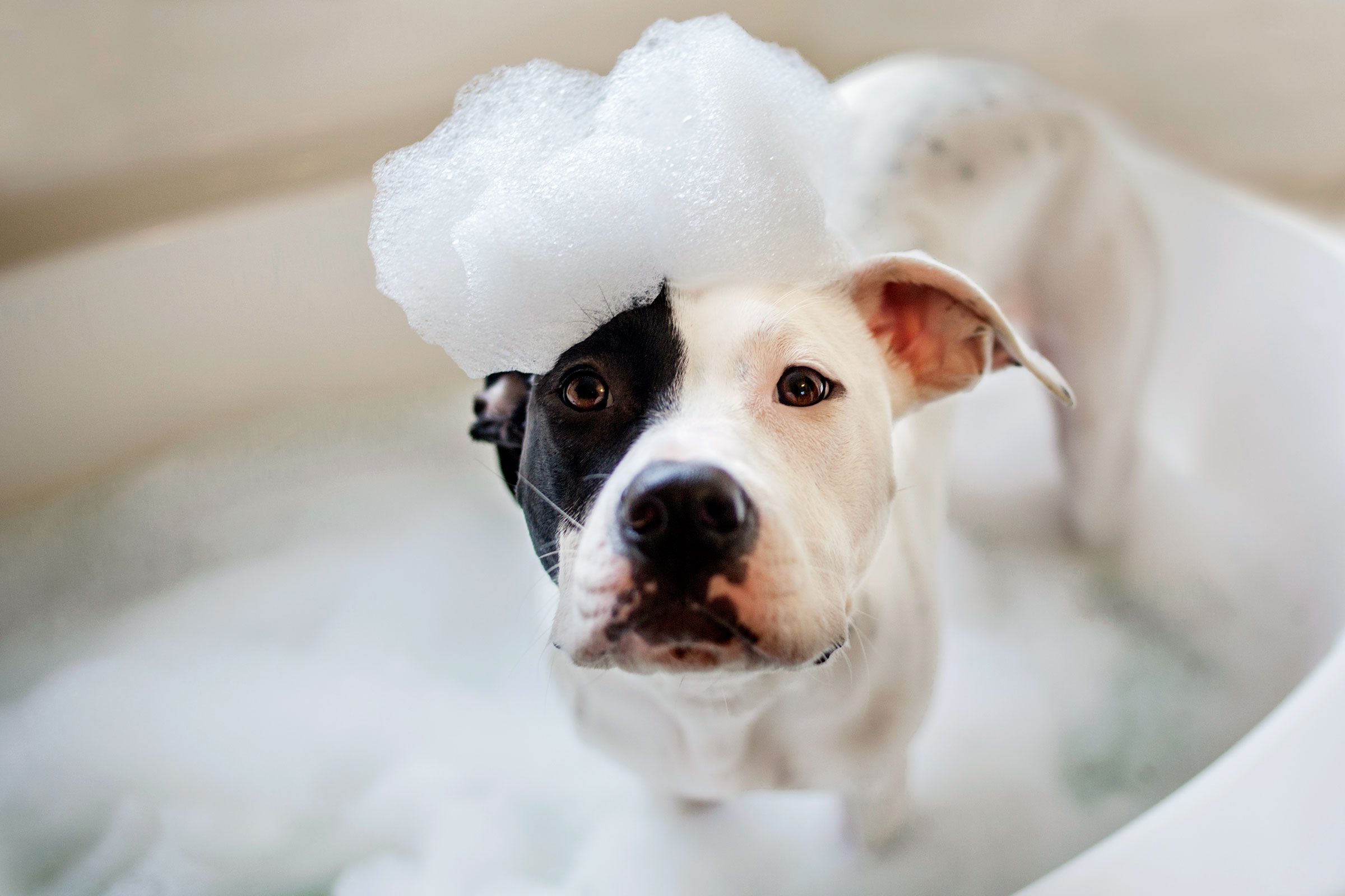 How Often You Need to Wash Your Dog, According to Professional Dog Groomers