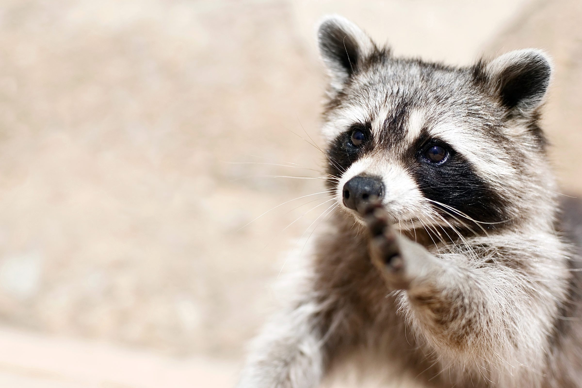 smart animals racoon