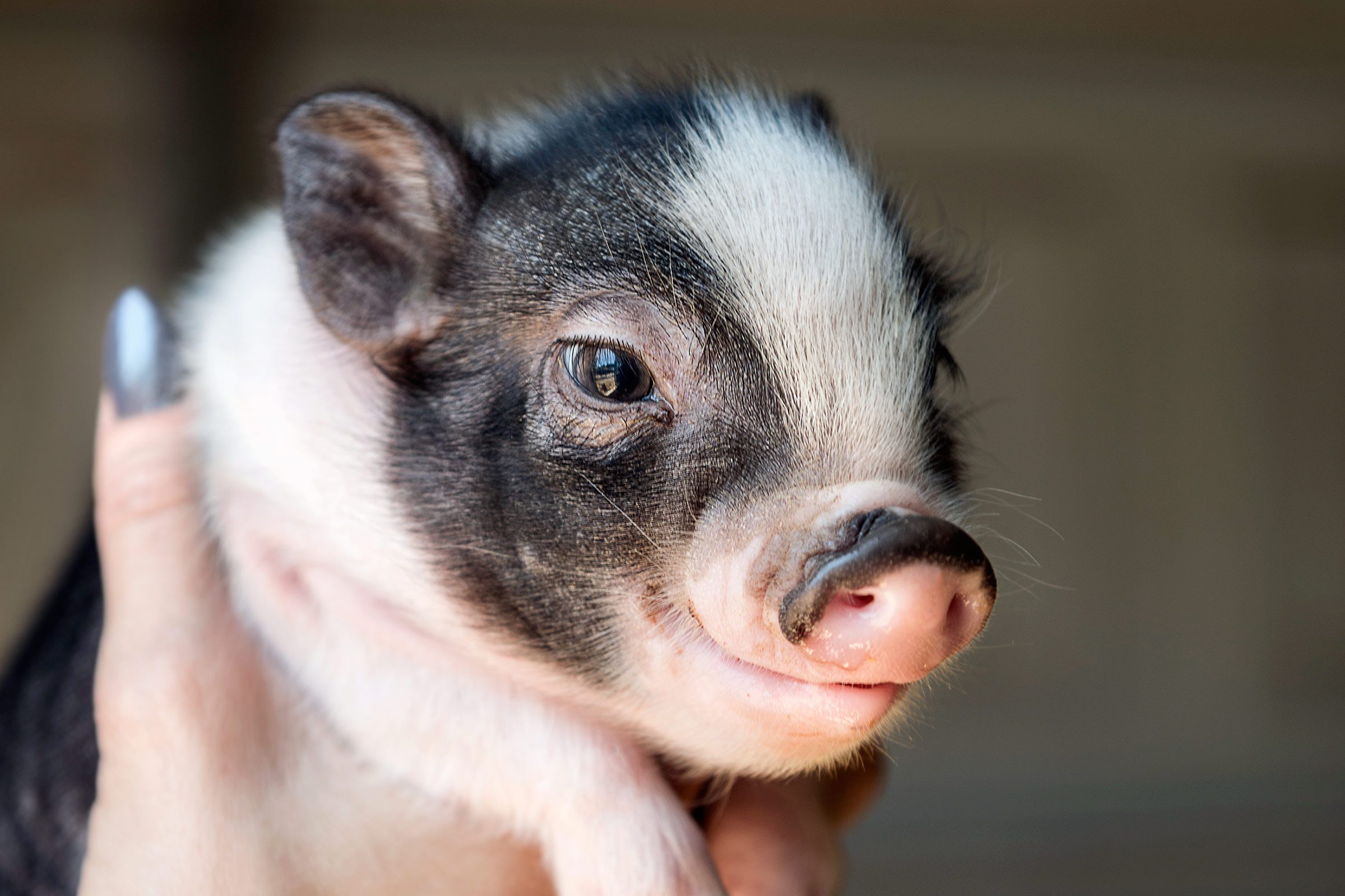 smart animals piglet