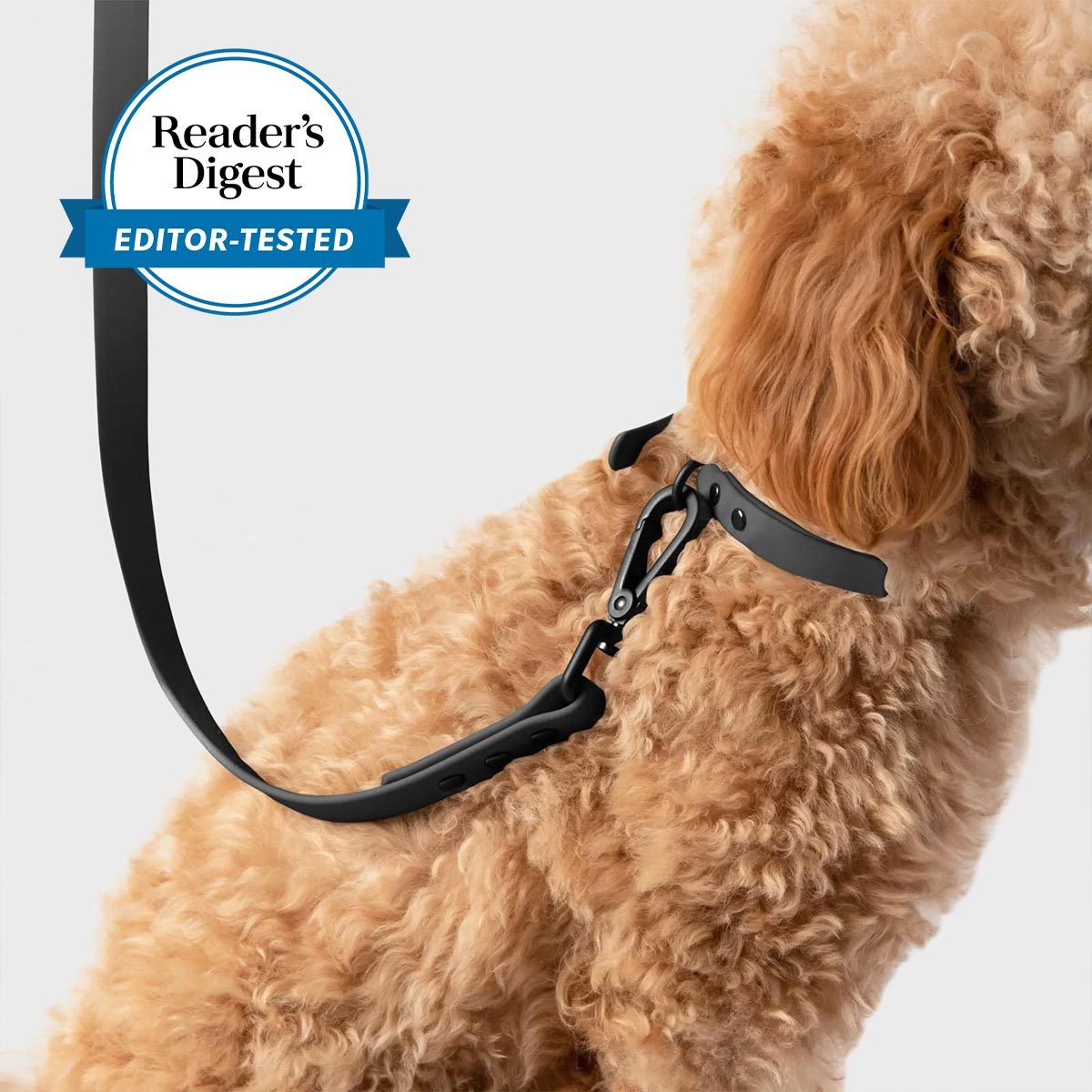 Collar and Leash