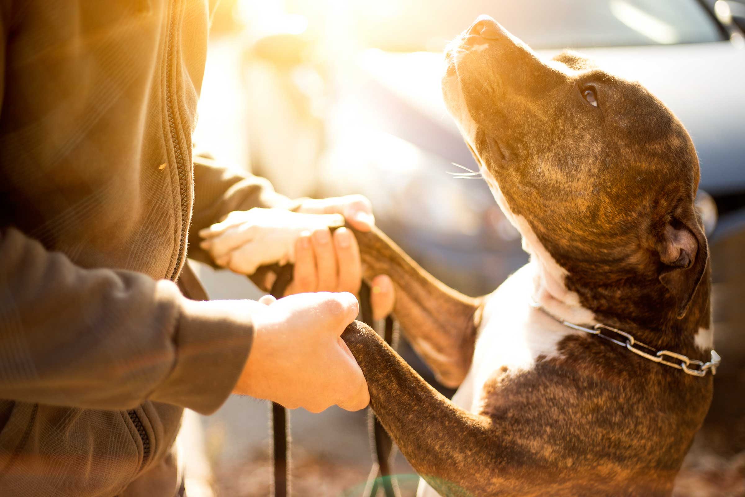 choosing-a-dog