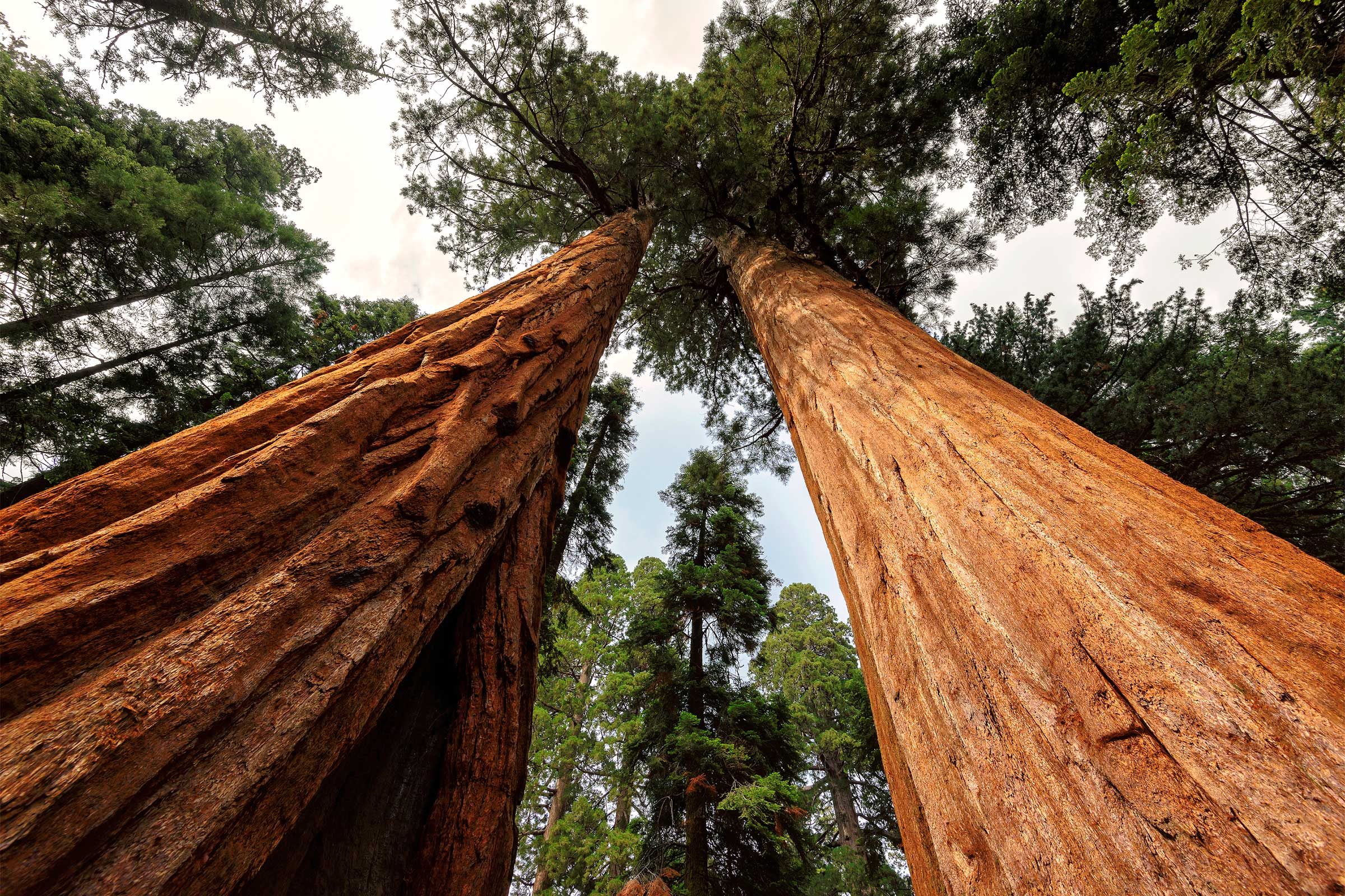 looking up at redwood trees In California