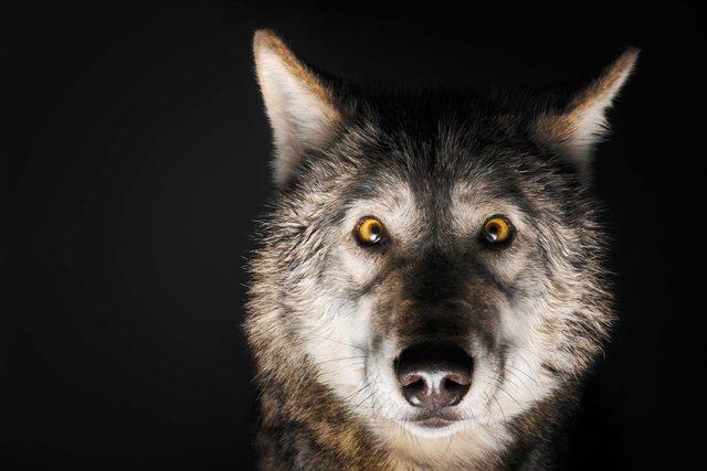 dec-jan-2017-inner-wolf-alpha-male-opener-US161205A