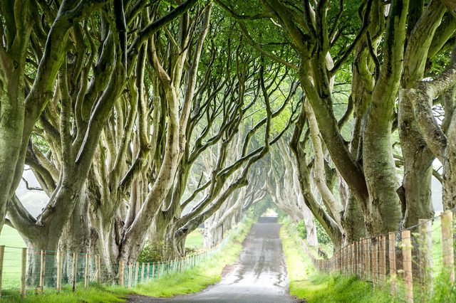 01-these-captivating-Images-of-Amazing-Trees