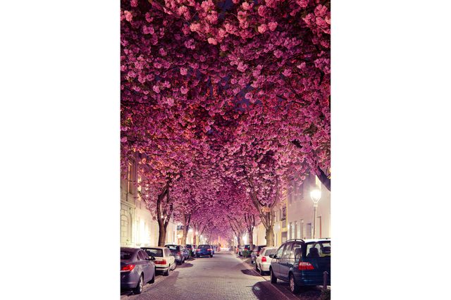 05-these-captivating-Images-of-Amazing-Trees
