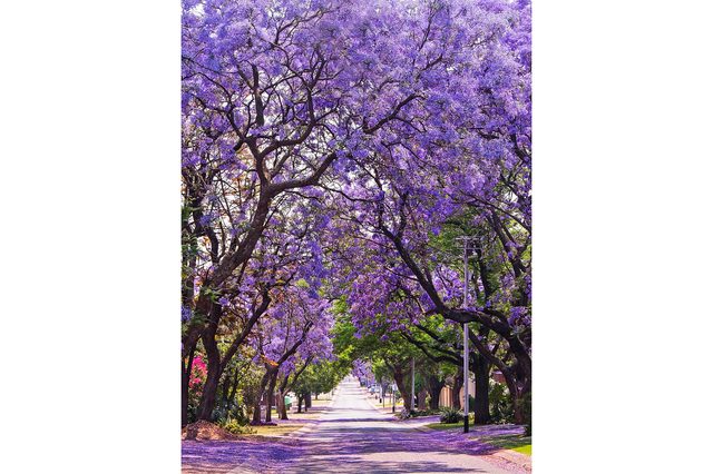 06-these-captivating-Images-of-Amazing-Trees