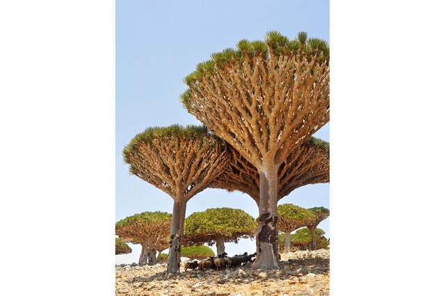 07-these-captivating-Images-of-Amazing-Trees