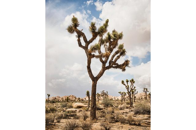 08-these-captivating-Images-of-Amazing-Trees