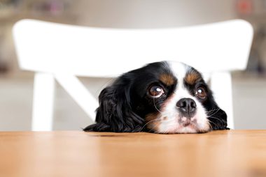 pet