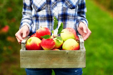 apples