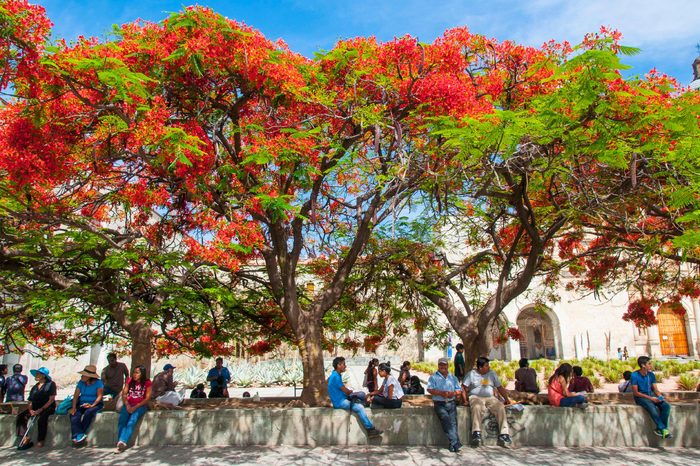 People sitting on a wall under a Flame Tree (Delonix regia) in front of the monastery of Santo Domingo de Guzman, center, Oaxaca, Mexico