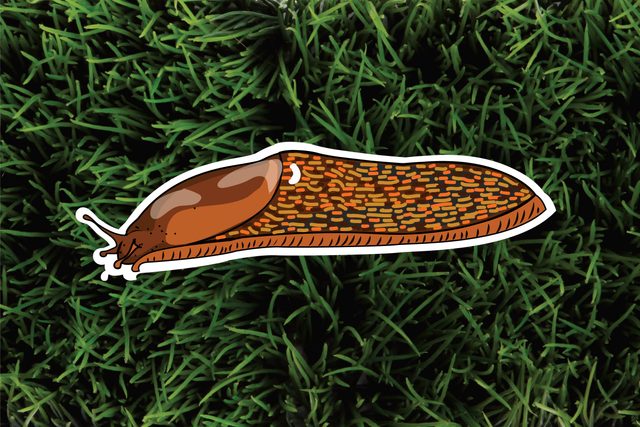 The-6-Most-Pesky-Garden-Pests-and-How-to-Get-Rid-of-Them-Naturally