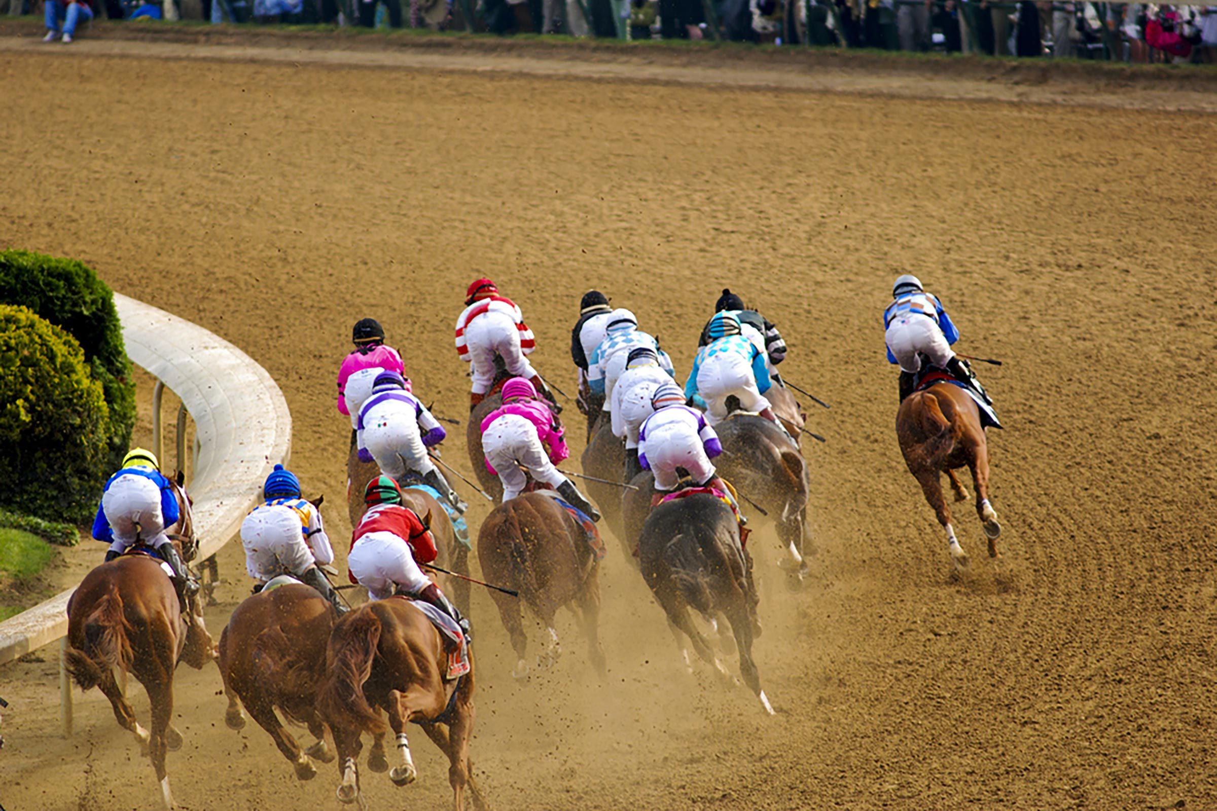 horses