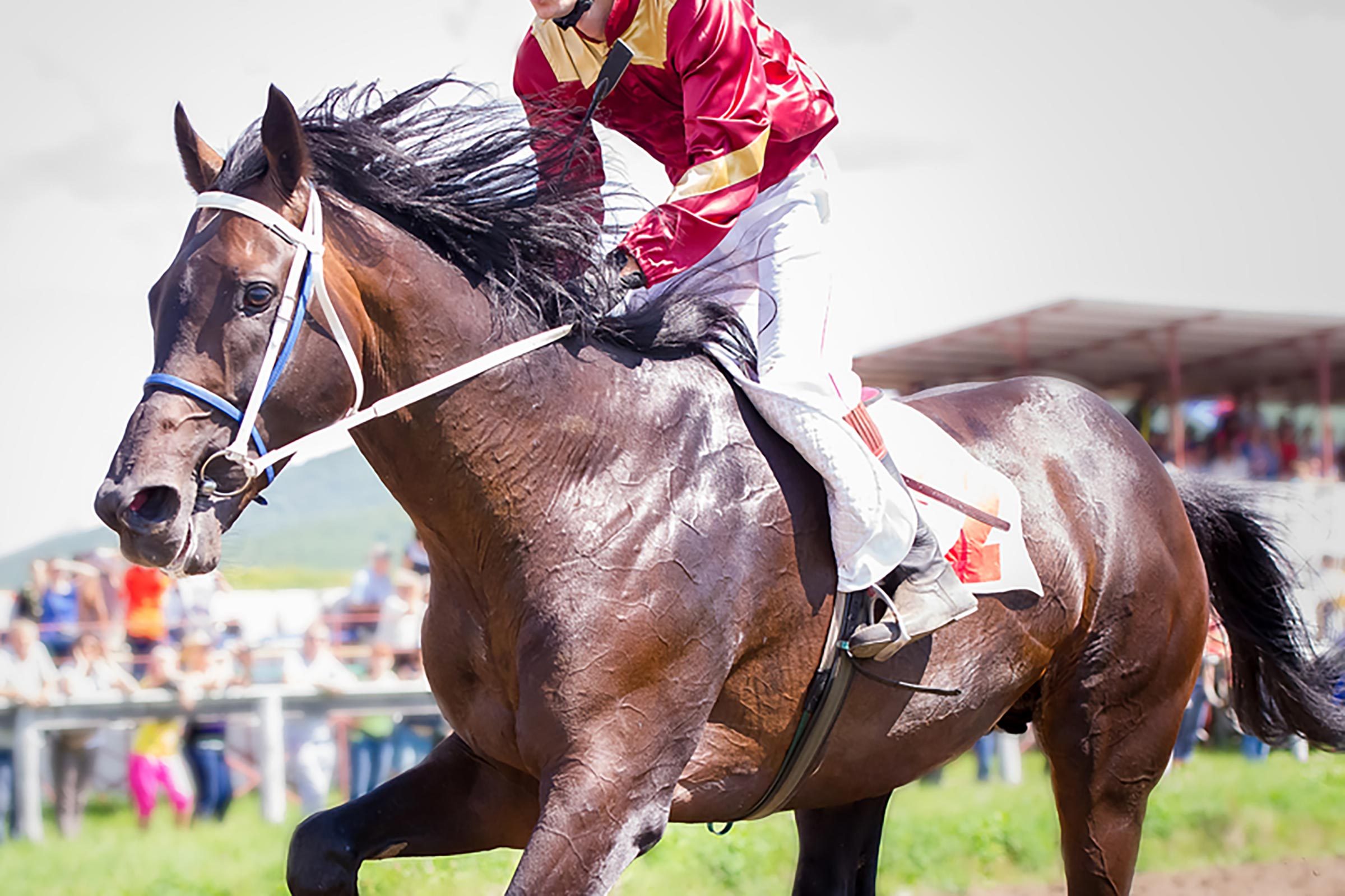horse