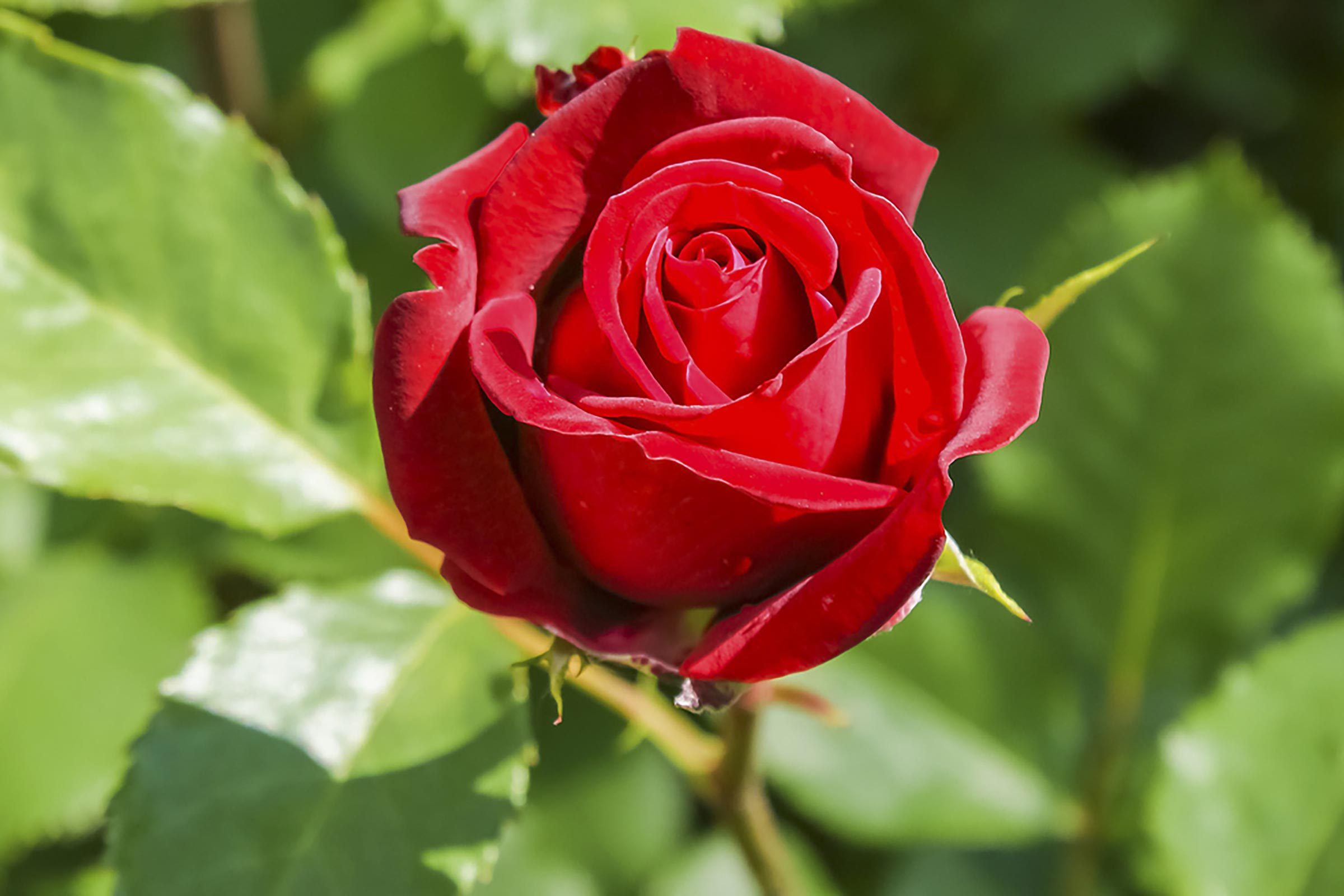 rose