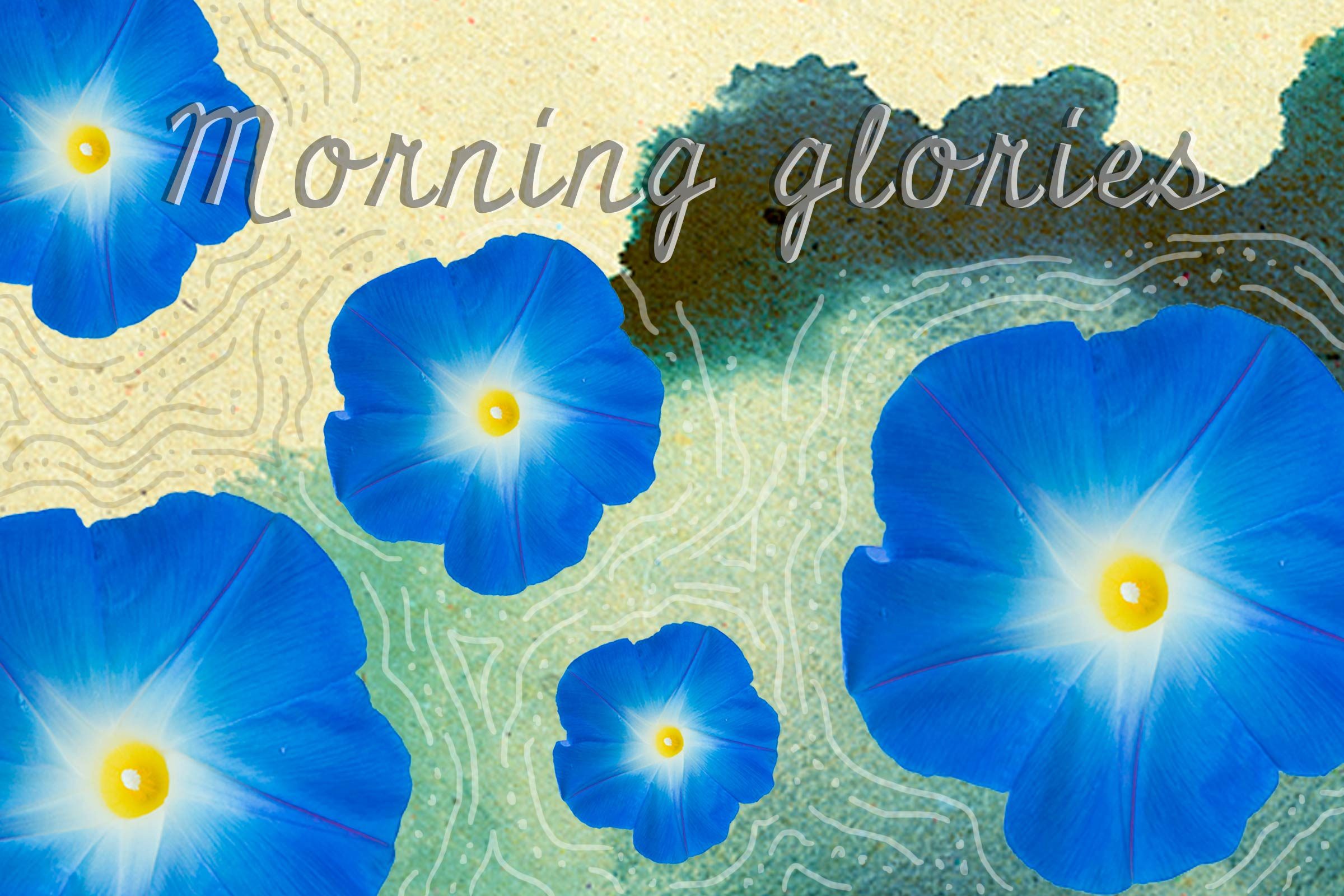 Seeds-to-Plant-in-May-for-Fabulous,-Easy-to-Grow-Flowers-All-Summer-Long