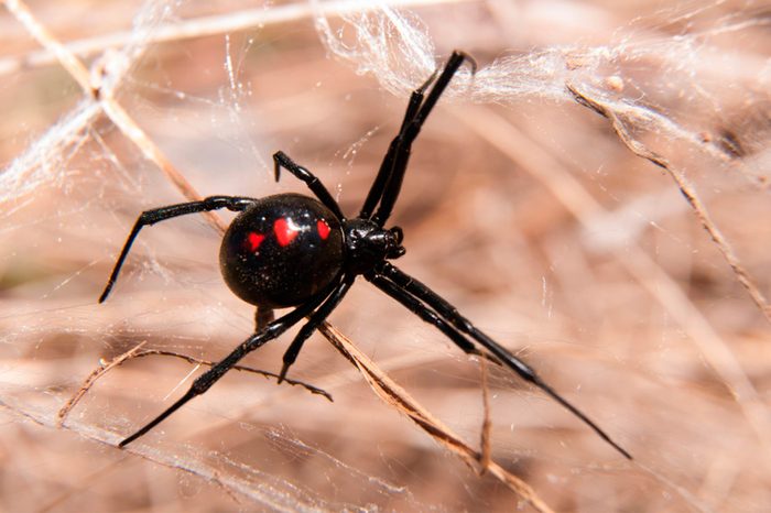 Dangerous-Bugs-to-Watch-Out-for-This-Summer