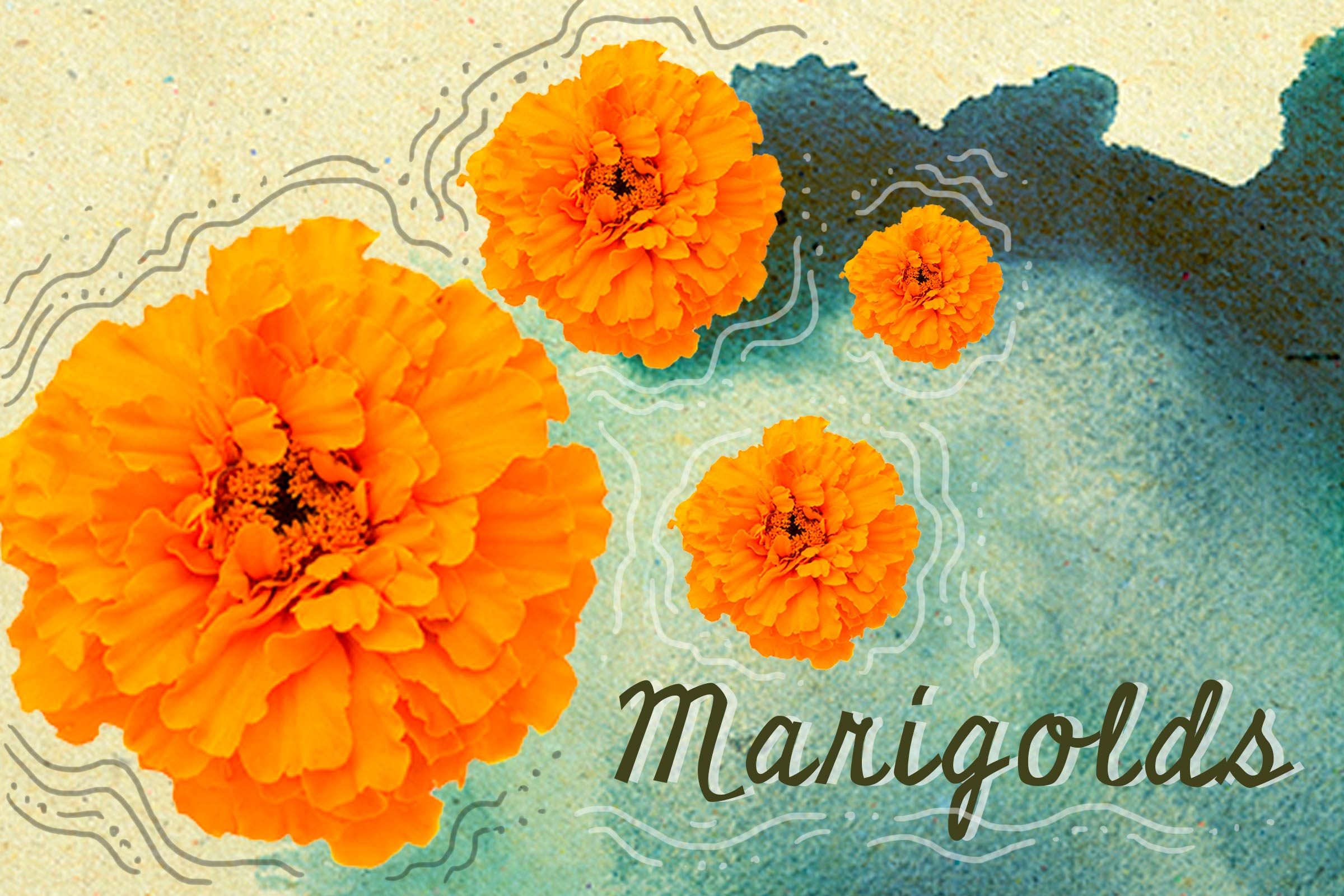 Seeds-to-Plant-in-May-for-Fabulous,-Easy-to-Grow-Flowers-All-Summer-Long