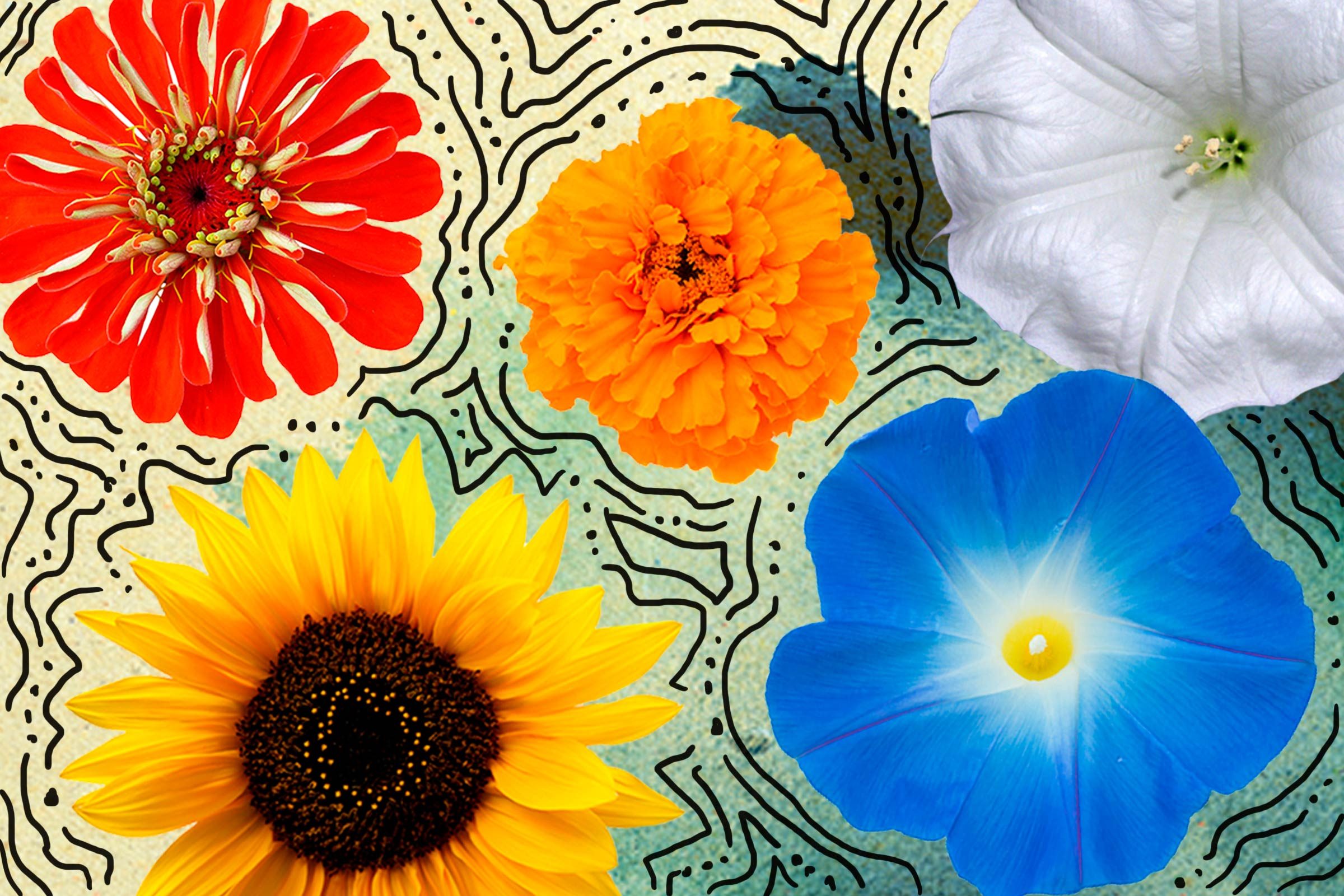 Seeds-to-Plant-in-May-for-Fabulous,-Easy-to-Grow-Flowers-All-Summer-Long