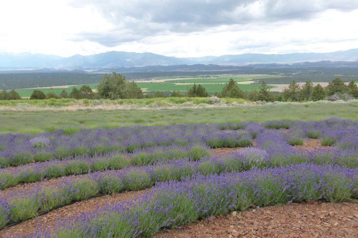 Montague, California, USA