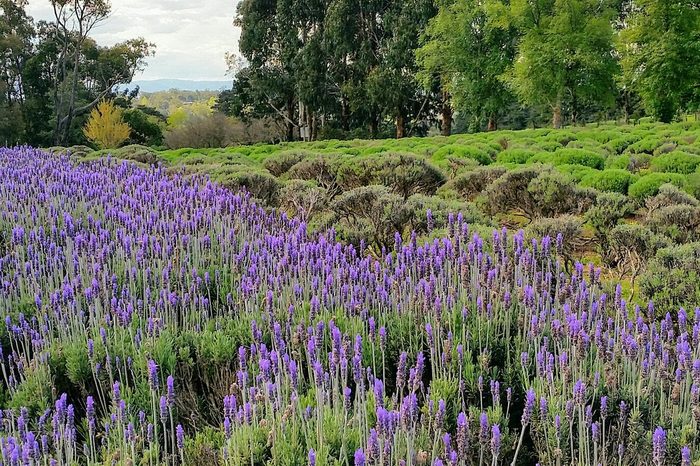 lavender field