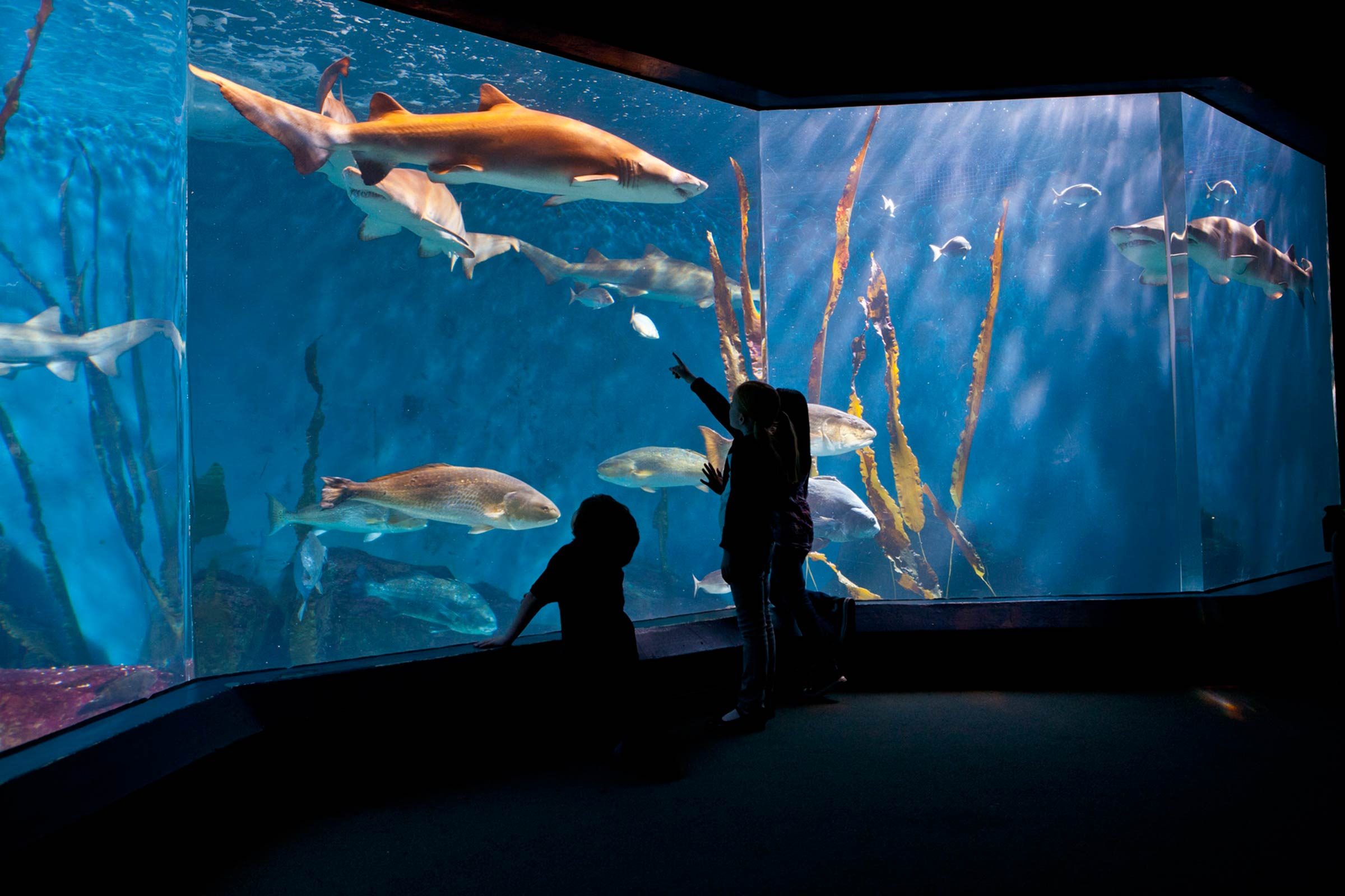 07_Aquar.shark-tank.jpg