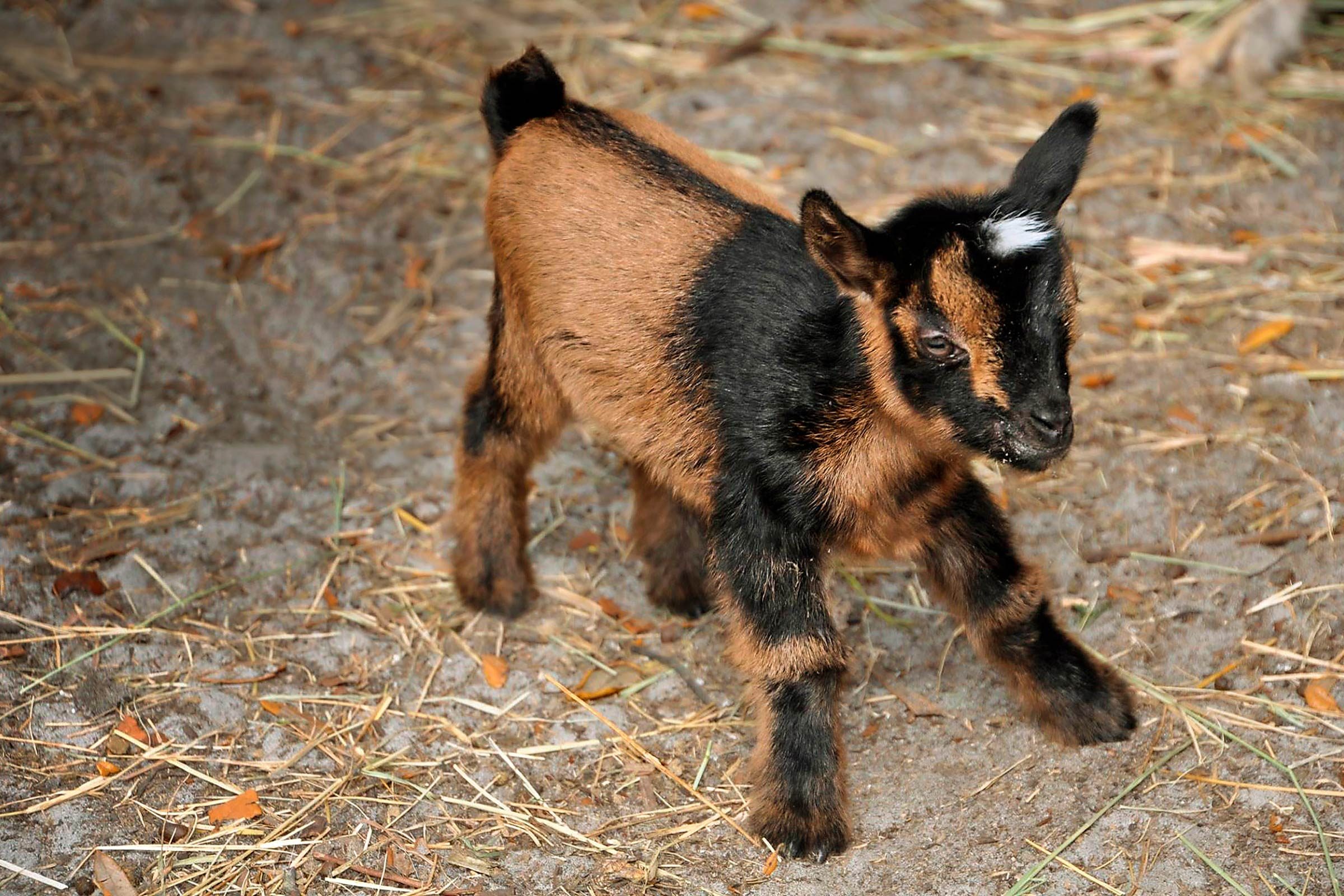 baby goat