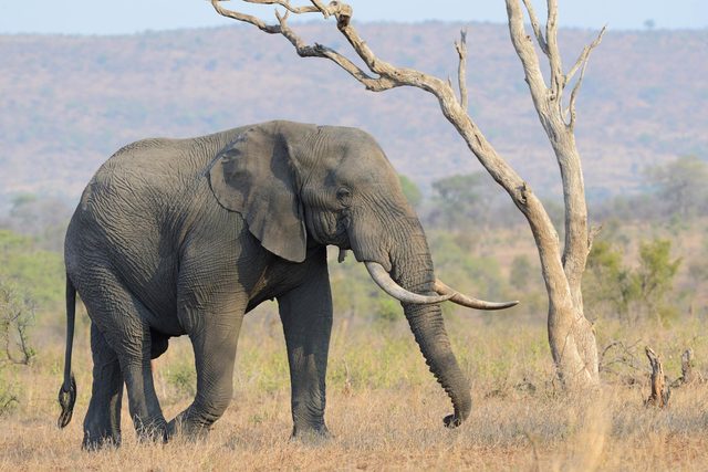 01-south-africa-Amazing-Vacation-Destinations-for-Families-that-Will-Thrill-Even-the-Most-Jaded-Teenager-5601998a-Jean-Francois-DucasseimageBROKERREXShutterstock