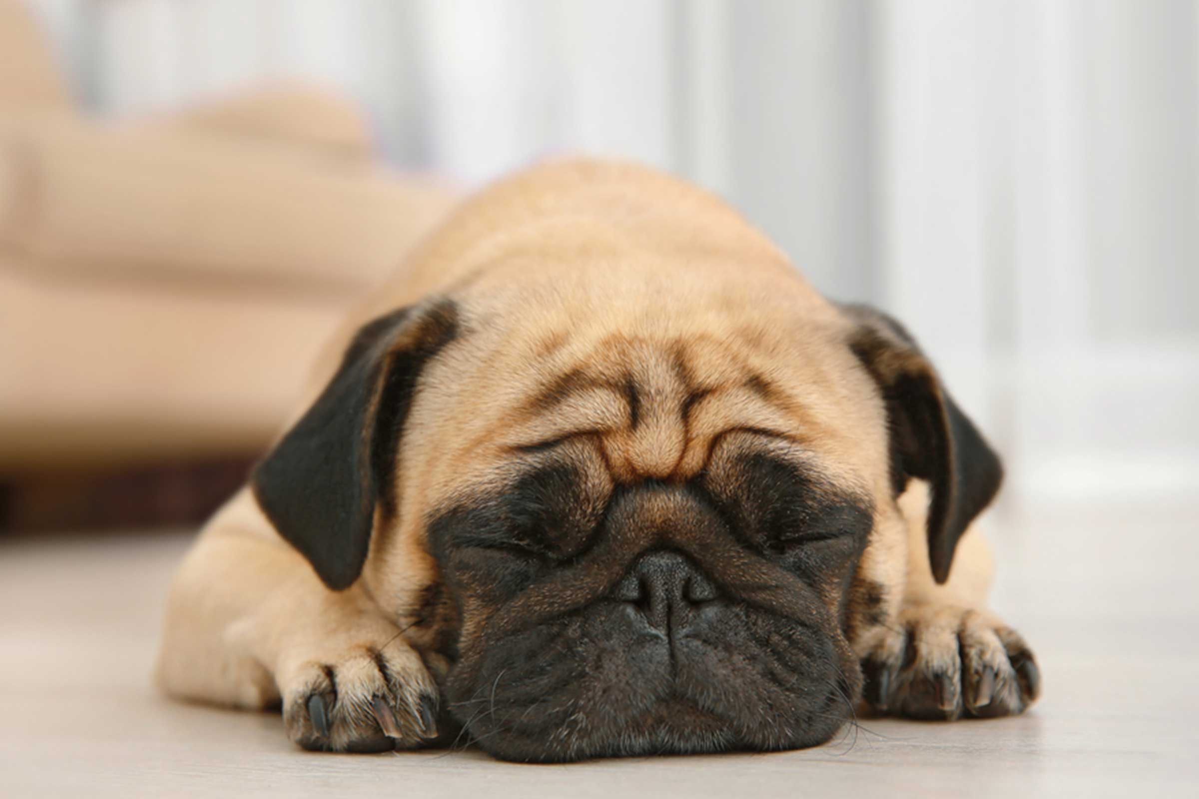 low angle close up of pug dog sleeping on the floor