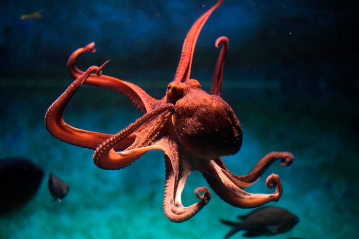 12 Facts About Animals That You Have All Wrong_291282713