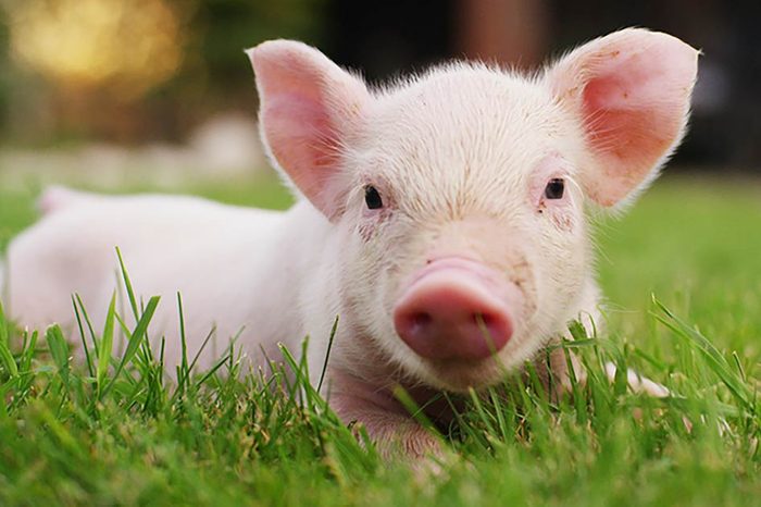 pig