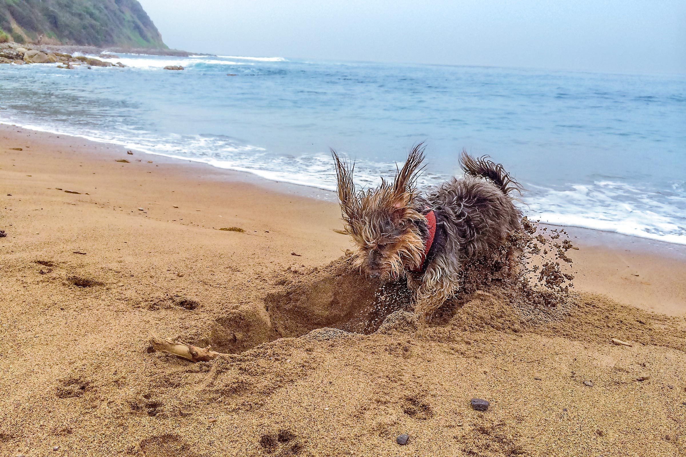 Dog digging at the beach