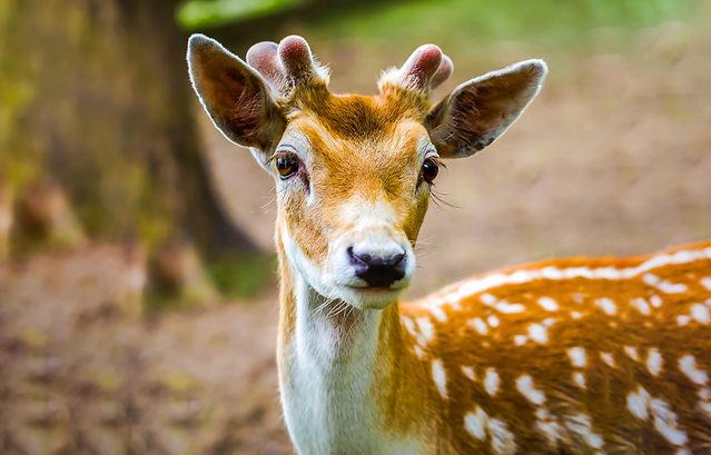deer