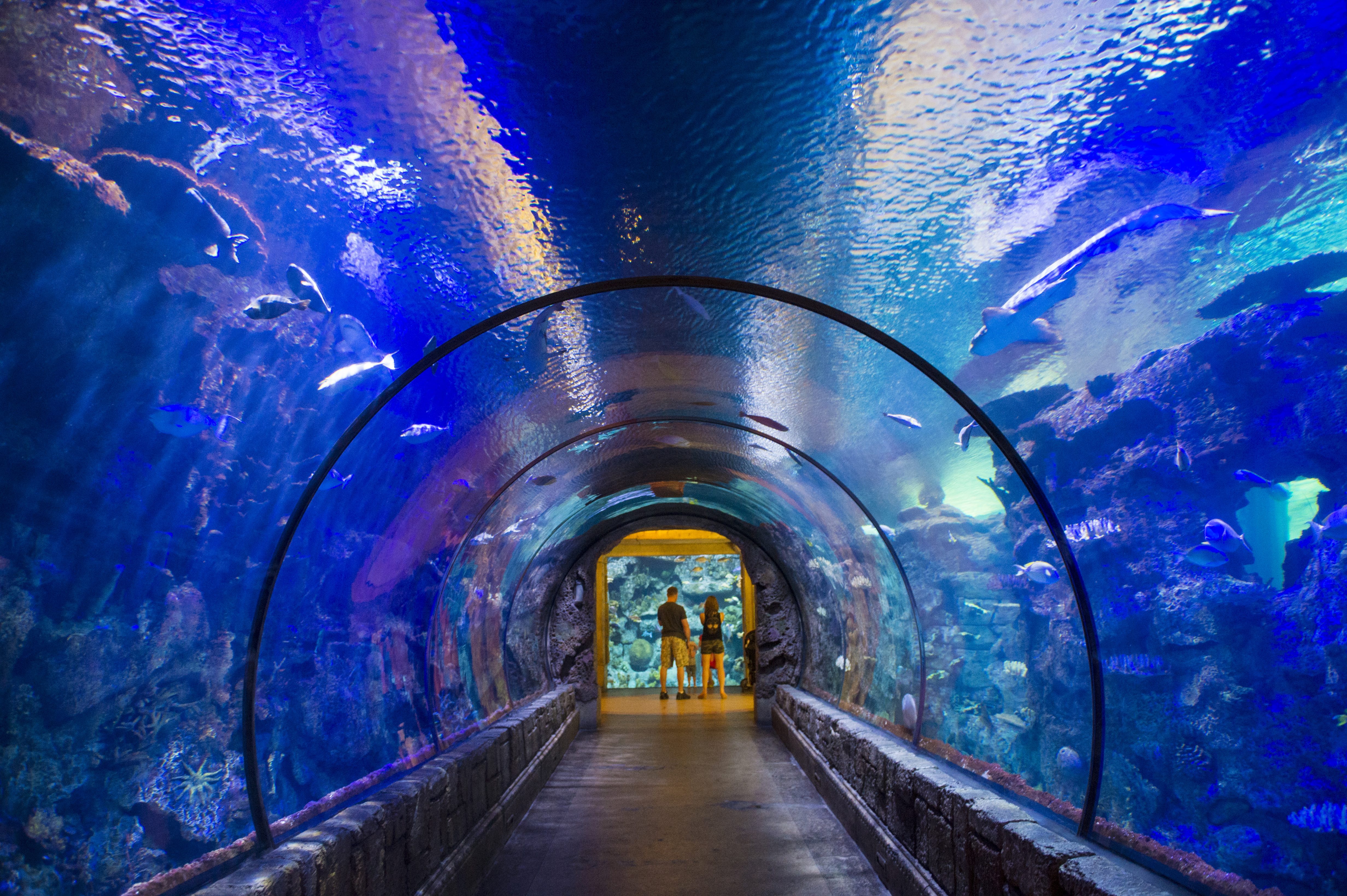 Glass tunnel encases people, displaying swimming fish within an underwater-themed aquarium, surrounded by vibrant corals and blue-lit water.