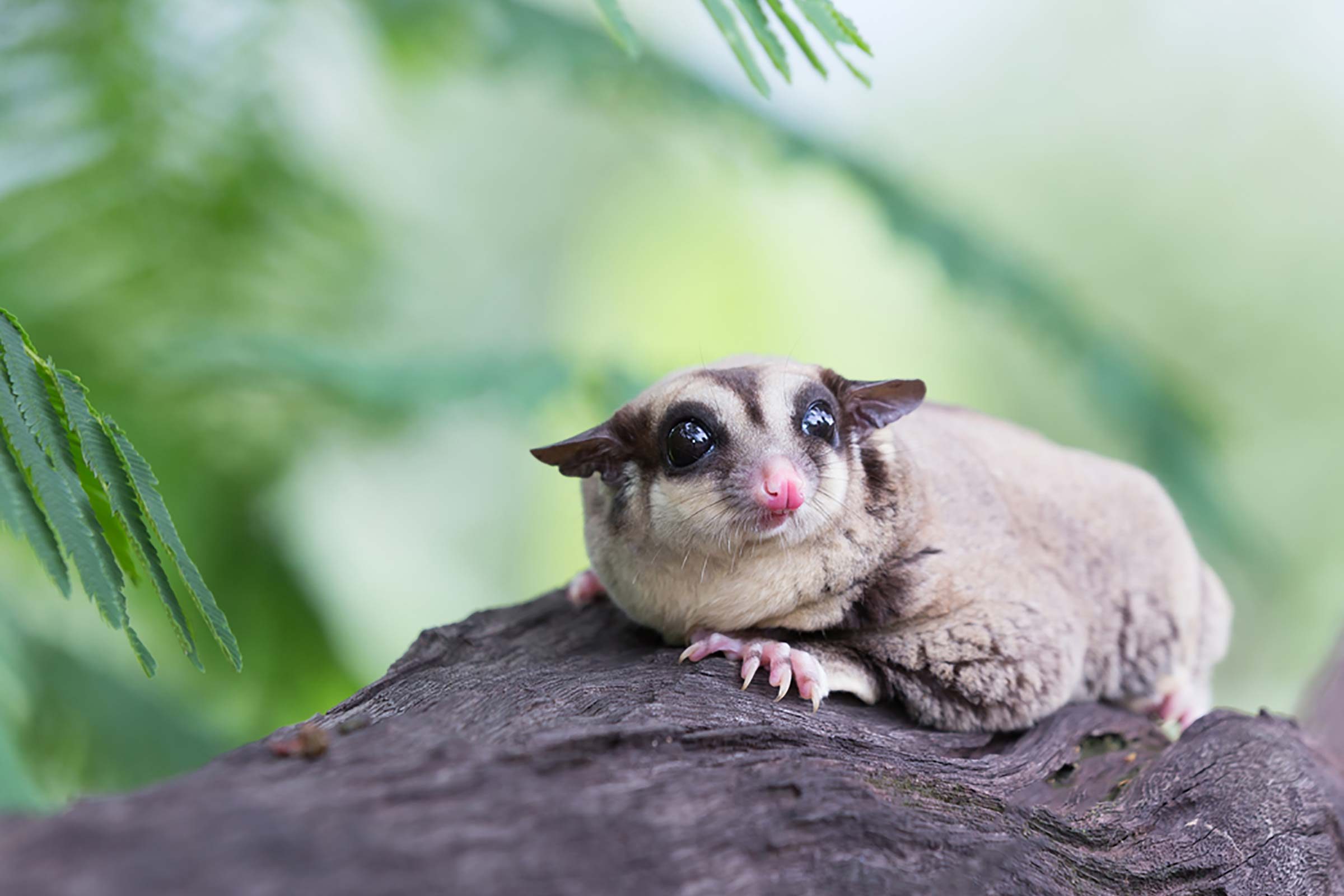 Sugar-glider