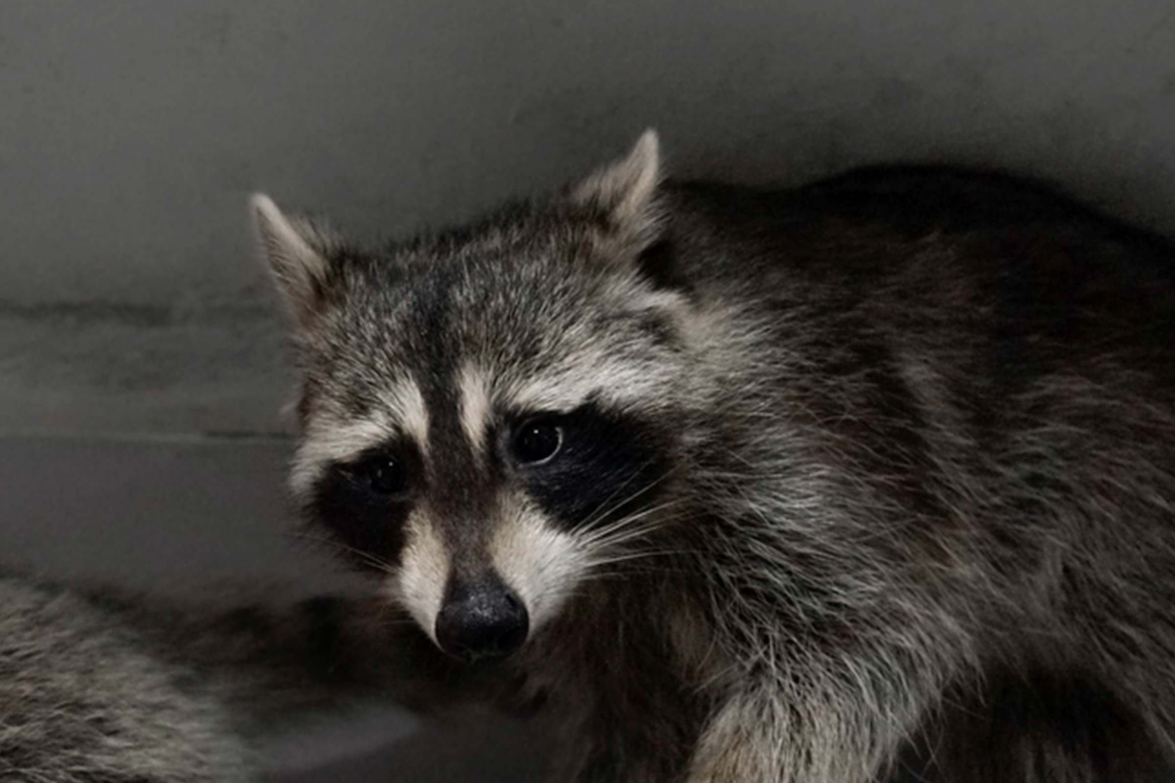 Raccoon