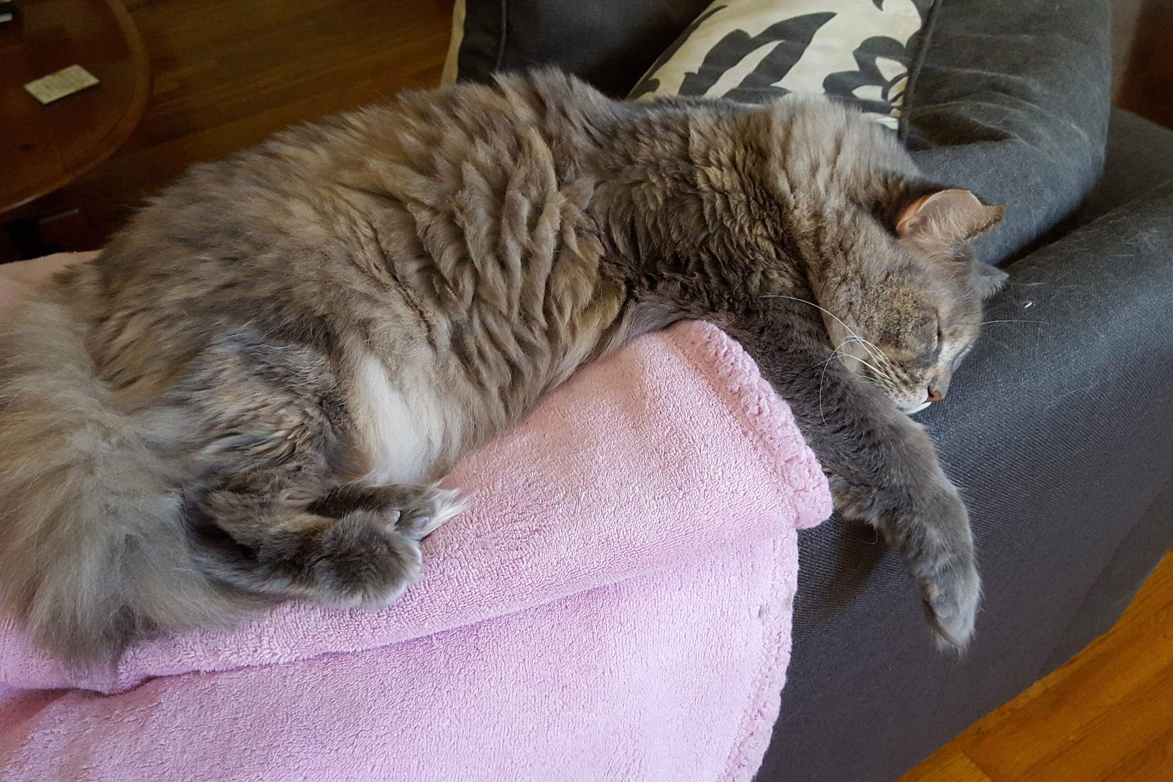 cat sleeping on a couch