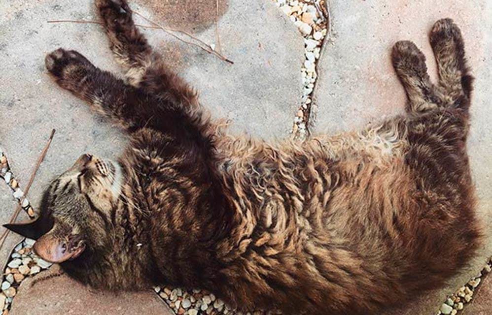 cat napping on paving stones