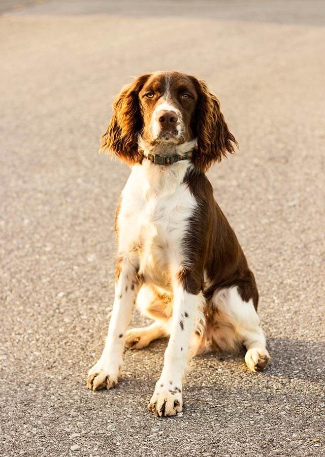 dog on asphalt in late orange sun