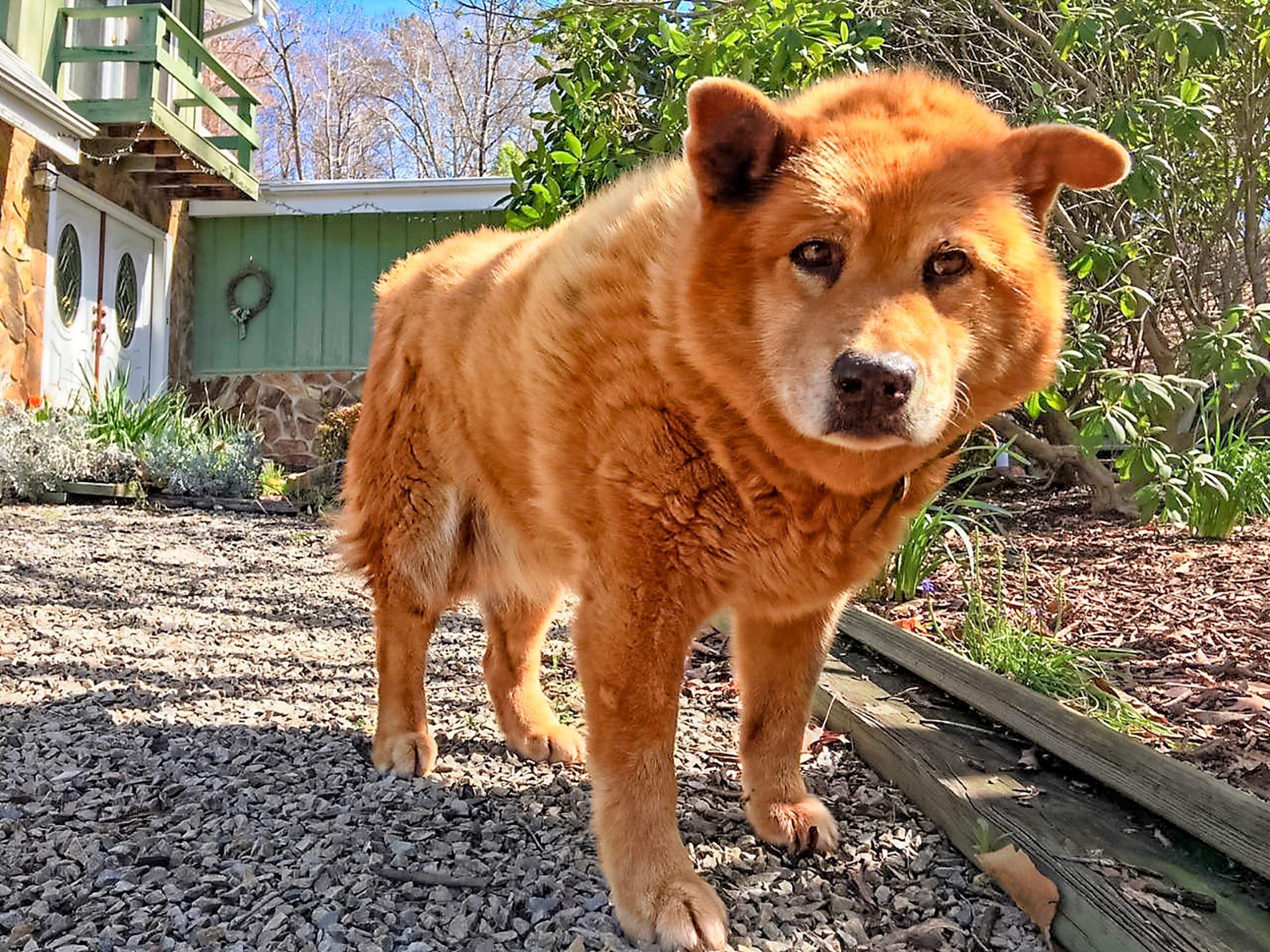 dog close to the camera