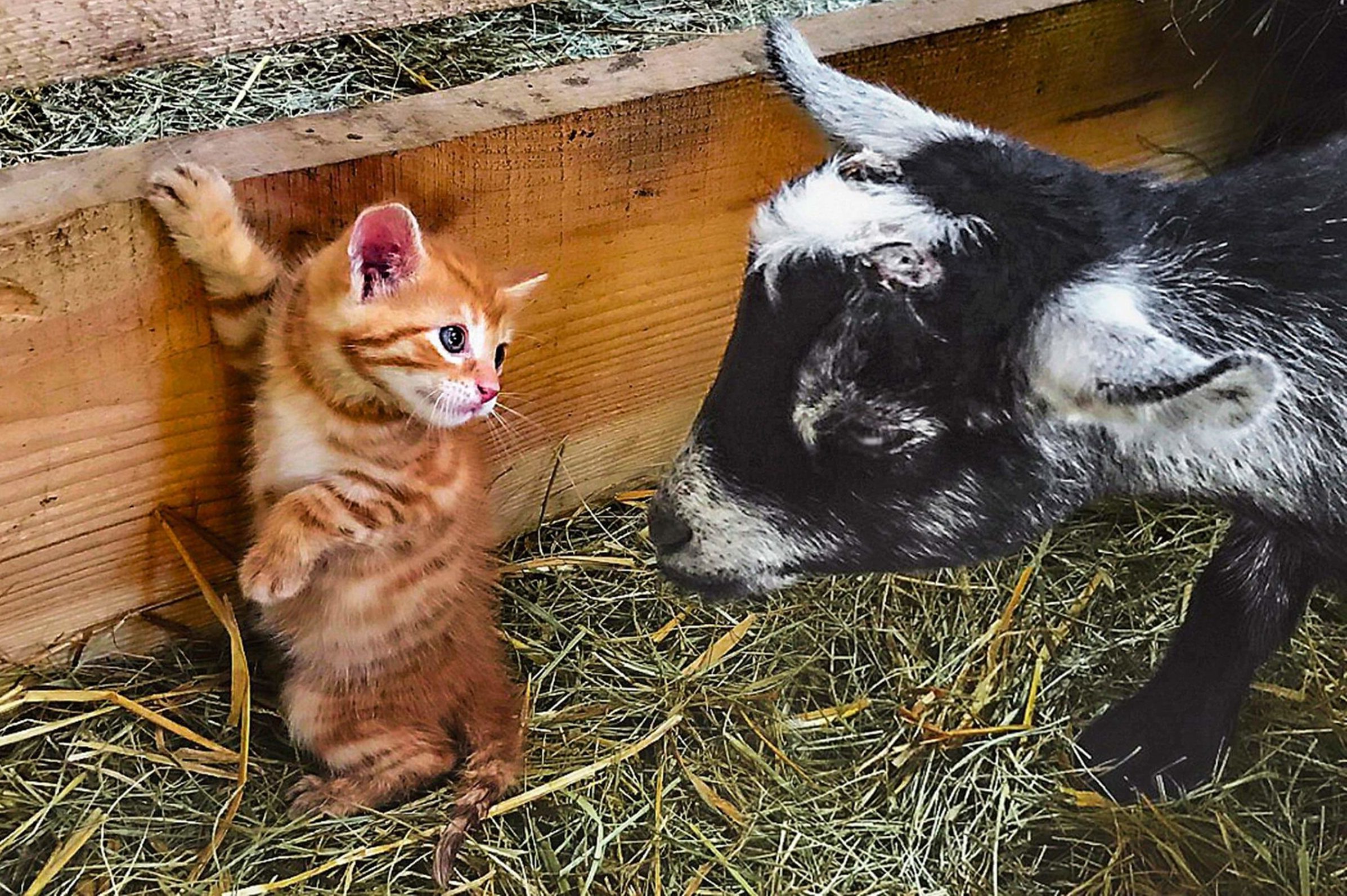 orange kitten and black and white goat eye each other closely
