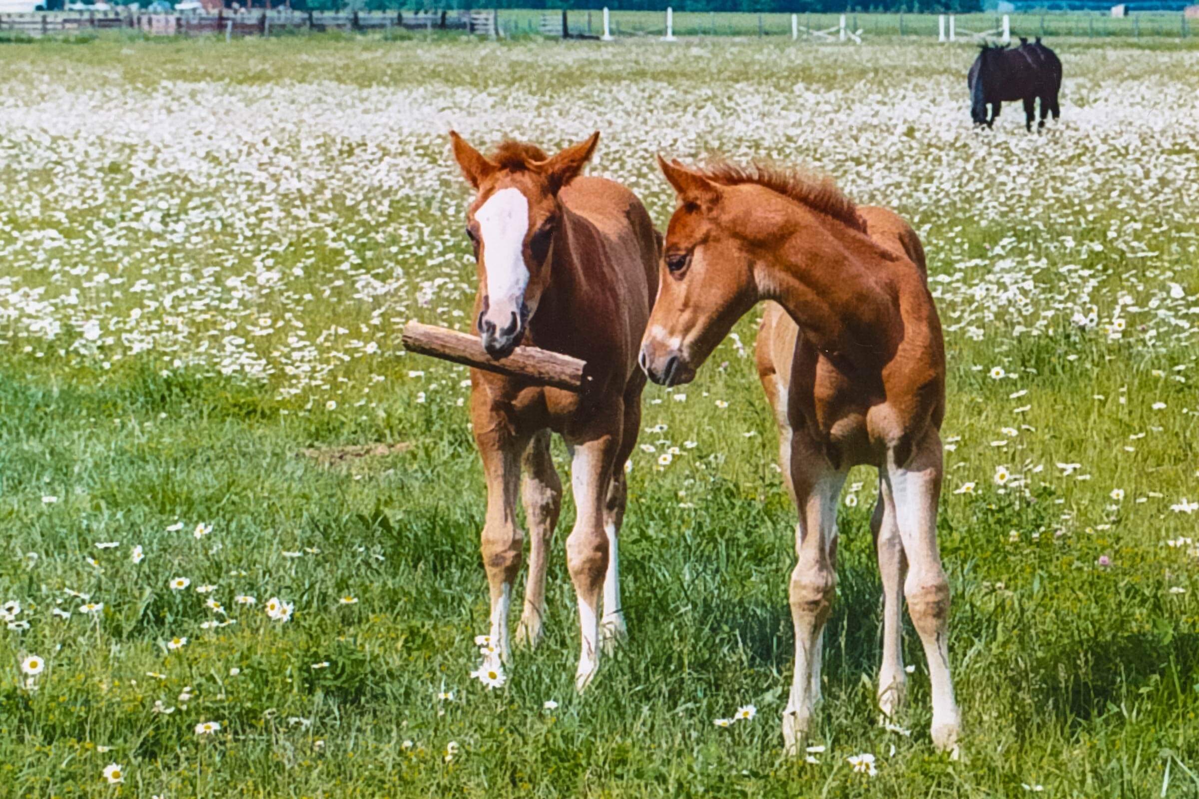 two young horses in a field