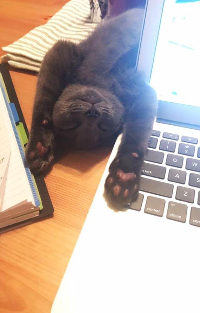happy cat on his back on a desk next to a laptop