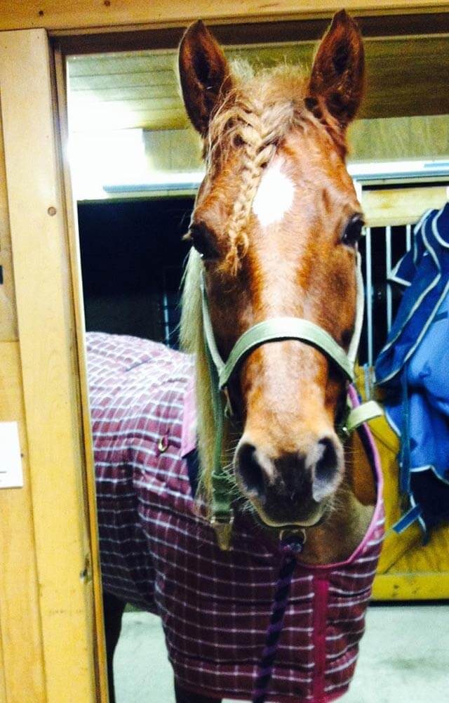 horse with braided bangs wearing a coat